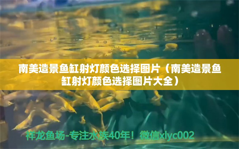 南美造景魚缸射燈顏色選擇圖片（南美造景魚缸射燈顏色選擇圖片大全）