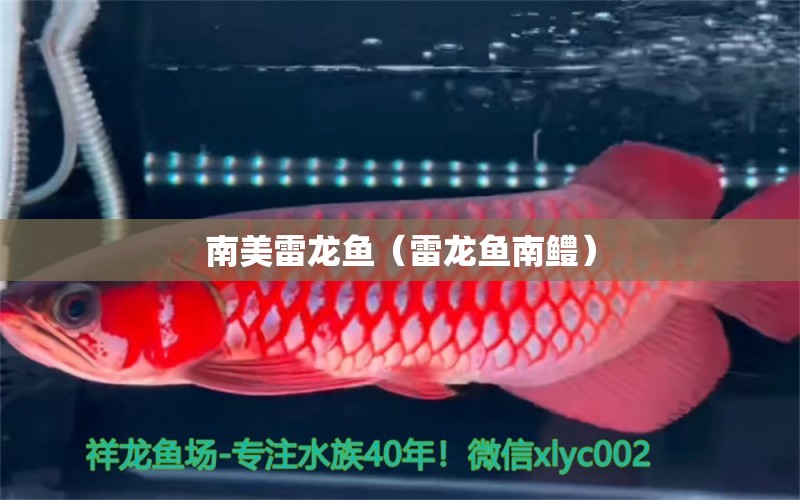 南美雷龍魚（雷龍魚南鱧）