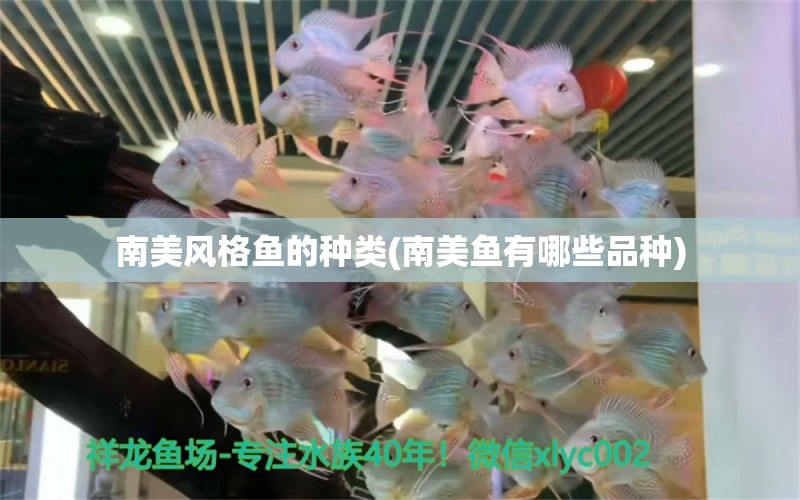 南美風(fēng)格魚(yú)的種類(lèi)(南美魚(yú)有哪些品種) 黃金斑馬魚(yú)