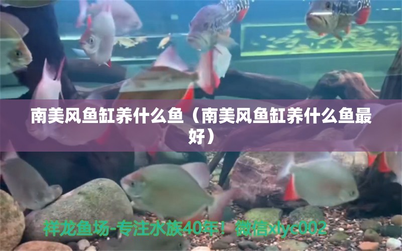 南美風(fēng)魚缸養(yǎng)什么魚（南美風(fēng)魚缸養(yǎng)什么魚最好）