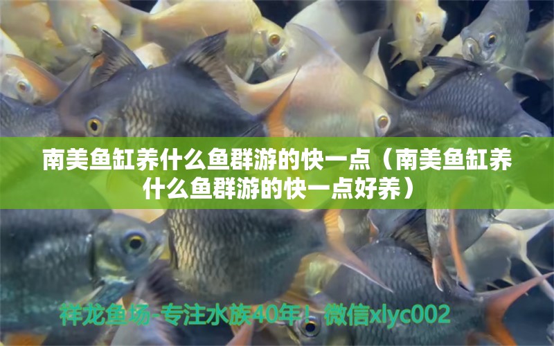 南美魚缸養(yǎng)什么魚群游的快一點(diǎn)（南美魚缸養(yǎng)什么魚群游的快一點(diǎn)好養(yǎng)） 粗線銀版魚苗