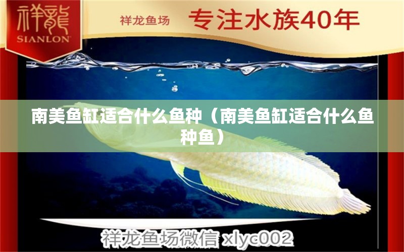 南美魚缸適合什么魚種（南美魚缸適合什么魚種魚）