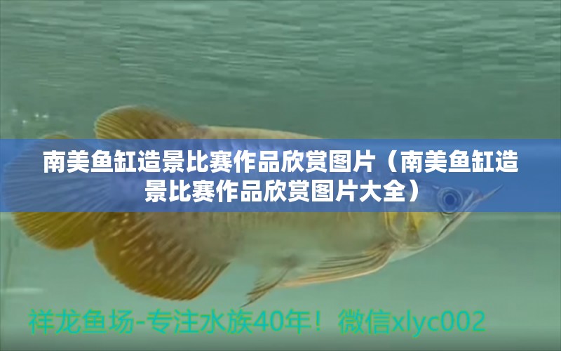 南美魚(yú)缸造景比賽作品欣賞圖片（南美魚(yú)缸造景比賽作品欣賞圖片大全） 觀賞蝦蟹等飼料