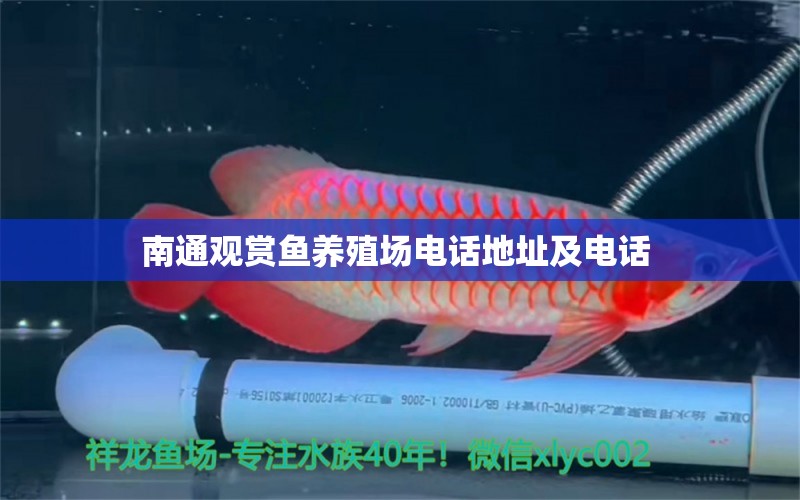 南通觀賞魚養(yǎng)殖場電話地址及電話  觀賞魚市場（混養(yǎng)魚） 第1張