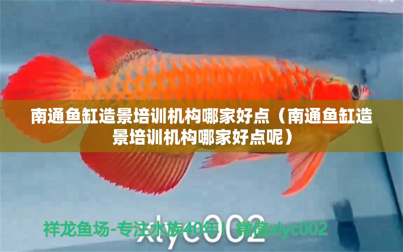 南通魚缸造景培訓機構哪家好點（南通魚缸造景培訓機構哪家好點呢）