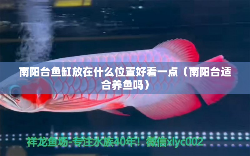 南陽(yáng)臺(tái)魚(yú)缸放在什么位置好看一點(diǎn)（南陽(yáng)臺(tái)適合養(yǎng)魚(yú)嗎） 金三間魚(yú)