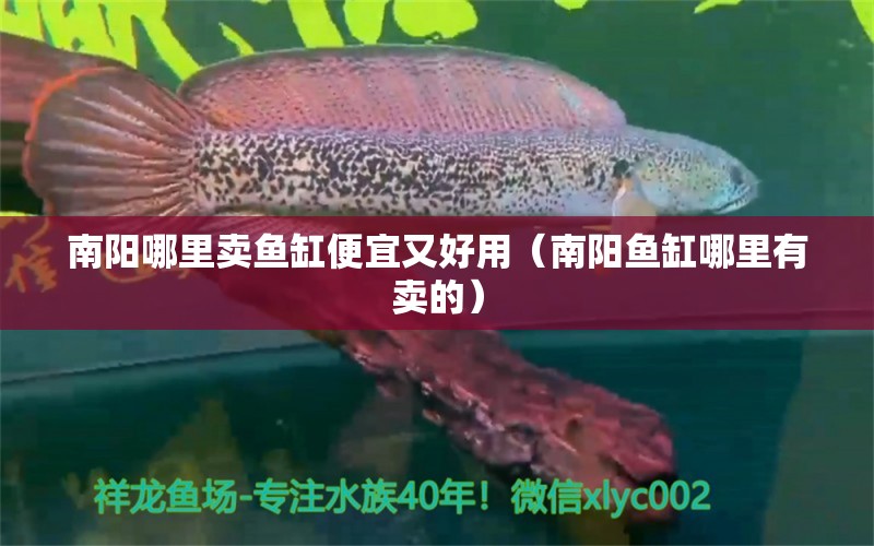 南陽(yáng)哪里賣(mài)魚(yú)缸便宜又好用（南陽(yáng)魚(yú)缸哪里有賣(mài)的） 狗頭魚(yú)