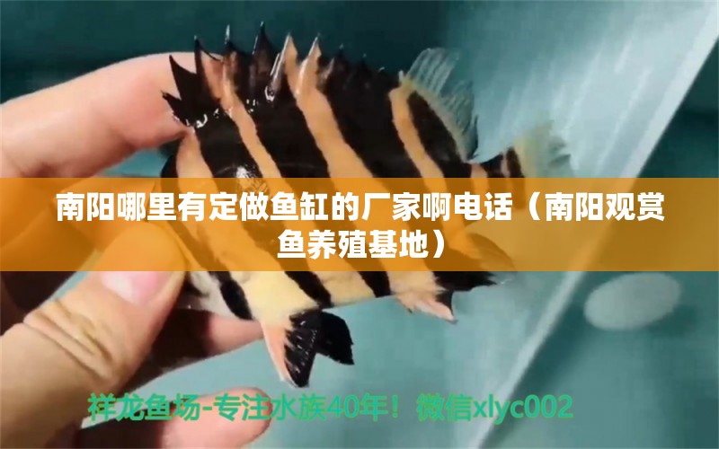 南陽哪里有定做魚缸的廠家啊電話（南陽觀賞魚養(yǎng)殖基地） 觀賞魚批發(fā)