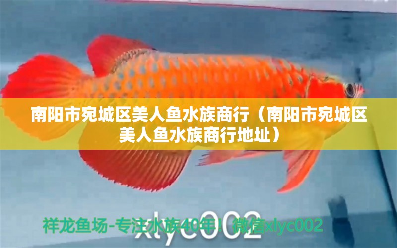 南陽市宛城區(qū)美人魚水族商行（南陽市宛城區(qū)美人魚水族商行地址）