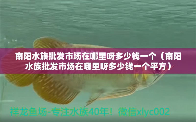 南陽水族批發(fā)市場(chǎng)在哪里呀多少錢一個(gè)（南陽水族批發(fā)市場(chǎng)在哪里呀多少錢一個(gè)平方）