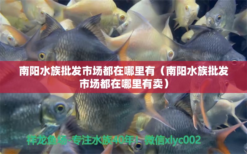 南陽水族批發(fā)市場都在哪里有（南陽水族批發(fā)市場都在哪里有賣）