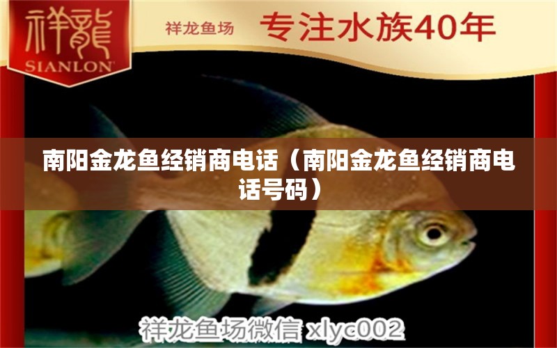 南陽金龍魚經(jīng)銷商電話（南陽金龍魚經(jīng)銷商電話號碼）