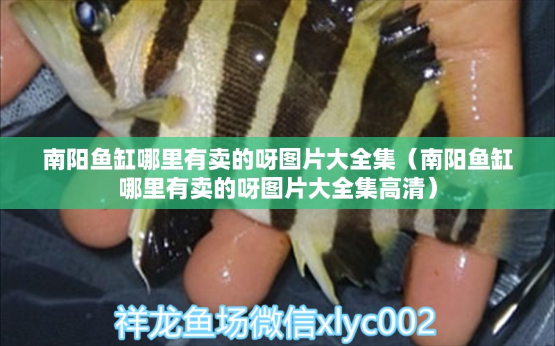 南陽(yáng)魚缸哪里有賣的呀圖片大全集（南陽(yáng)魚缸哪里有賣的呀圖片大全集高清）