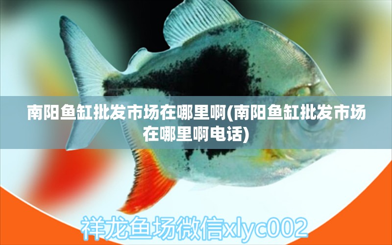 南陽魚缸批發(fā)市場在哪里啊(南陽魚缸批發(fā)市場在哪里啊電話) 福魟魟魚