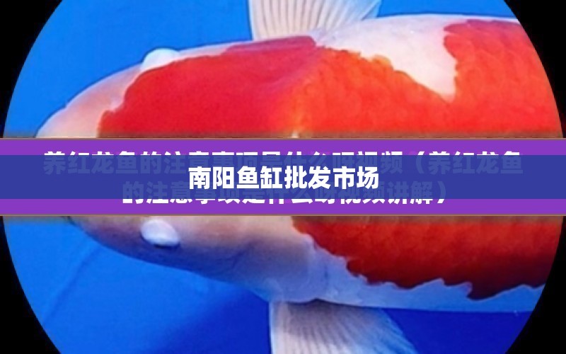 南陽魚缸批發(fā)市場 水族問答 第1張