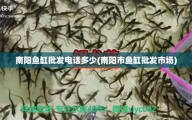 南陽魚缸批發(fā)電話多少(南陽市魚缸批發(fā)市場) 祥龍傳奇品牌魚缸