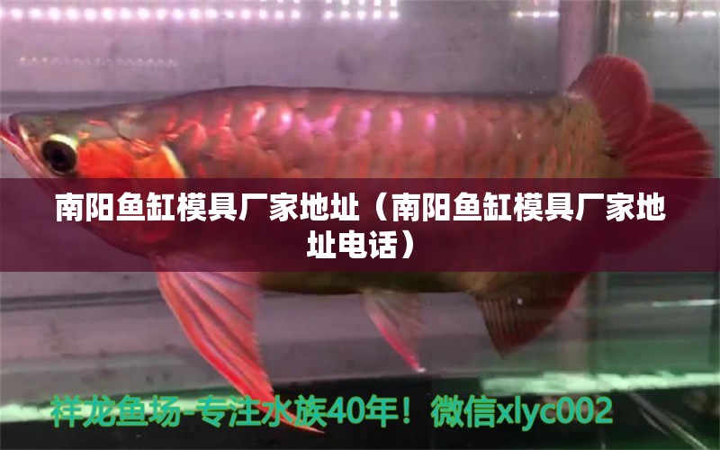 南陽魚缸模具廠家地址（南陽魚缸模具廠家地址電話） 觀賞魚市場（混養(yǎng)魚）