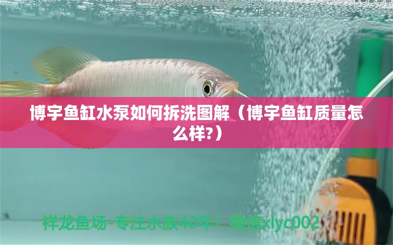 博宇魚缸水泵如何拆洗圖解（博宇魚缸質量怎么樣?） 大白鯊魚苗