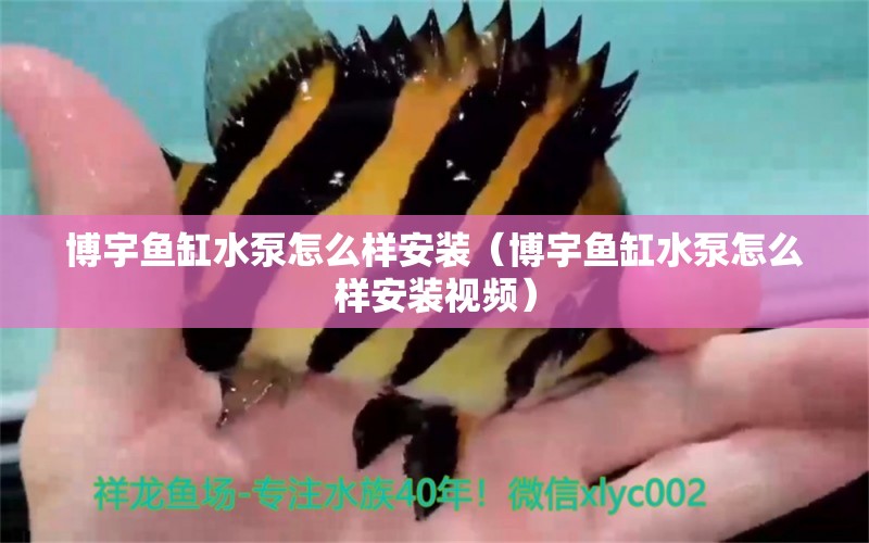 博宇魚(yú)缸水泵怎么樣安裝（博宇魚(yú)缸水泵怎么樣安裝視頻）