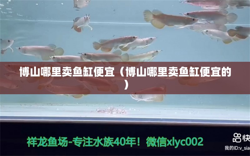 博山哪里賣魚缸便宜（博山哪里賣魚缸便宜的） 虎魚魚苗