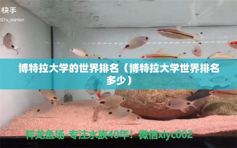 博特拉大學(xué)的世界排名（博特拉大學(xué)世界排名多少） 博特水族