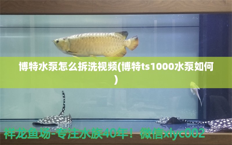 博特水泵怎么拆洗視頻(博特ts1000水泵如何)