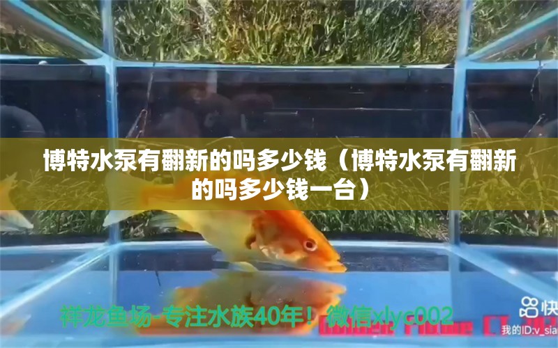 博特水泵有翻新的嗎多少錢（博特水泵有翻新的嗎多少錢一臺） 博特水族