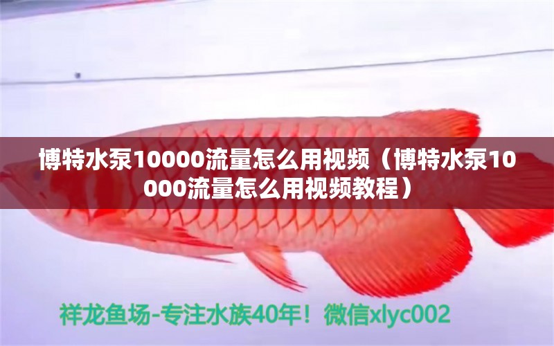 博特水泵10000流量怎么用視頻（博特水泵10000流量怎么用視頻教程） 博特水族