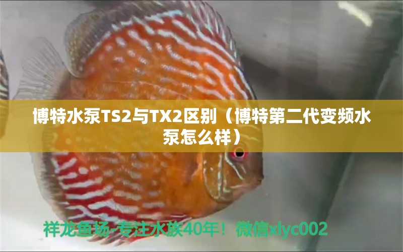 博特水泵TS2與TX2區(qū)別（博特第二代變頻水泵怎么樣） BD魟魚(yú)