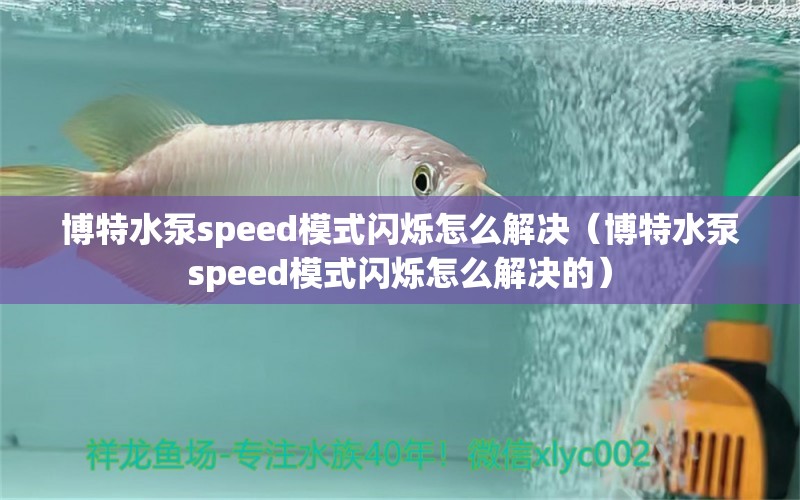 博特水泵speed模式閃爍怎么解決（博特水泵speed模式閃爍怎么解決的）