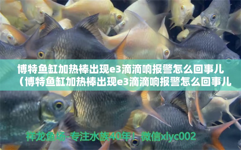 博特魚缸加熱棒出現(xiàn)e3滴滴響報警怎么回事兒（博特魚缸加熱棒出現(xiàn)e3滴滴響報警怎么回事兒）