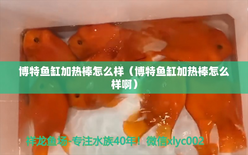 博特魚缸加熱棒怎么樣（博特魚缸加熱棒怎么樣?。? title=