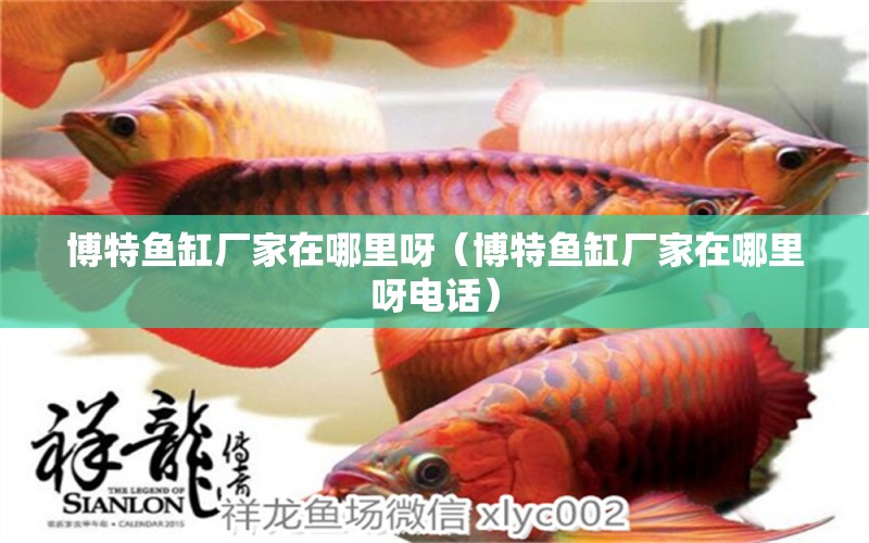 博特魚(yú)缸廠家在哪里呀（博特魚(yú)缸廠家在哪里呀電話）