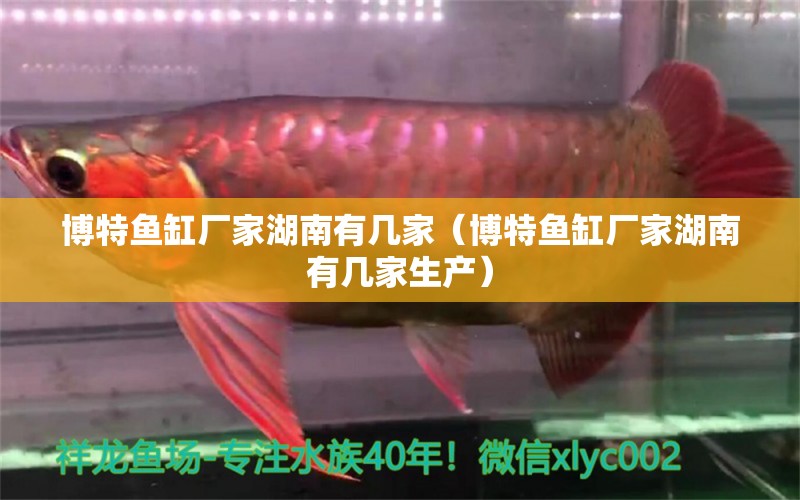 博特魚缸廠家湖南有幾家（博特魚缸廠家湖南有幾家生產(chǎn)） 博特水族