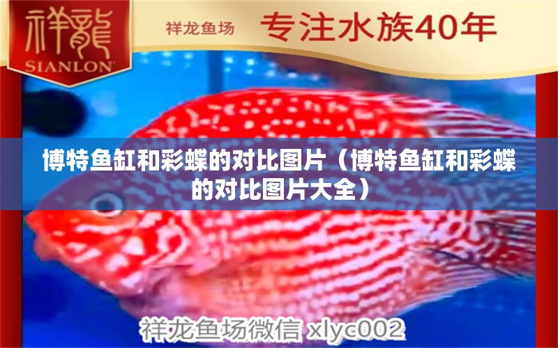 博特魚缸和彩蝶的對比圖片（博特魚缸和彩蝶的對比圖片大全）