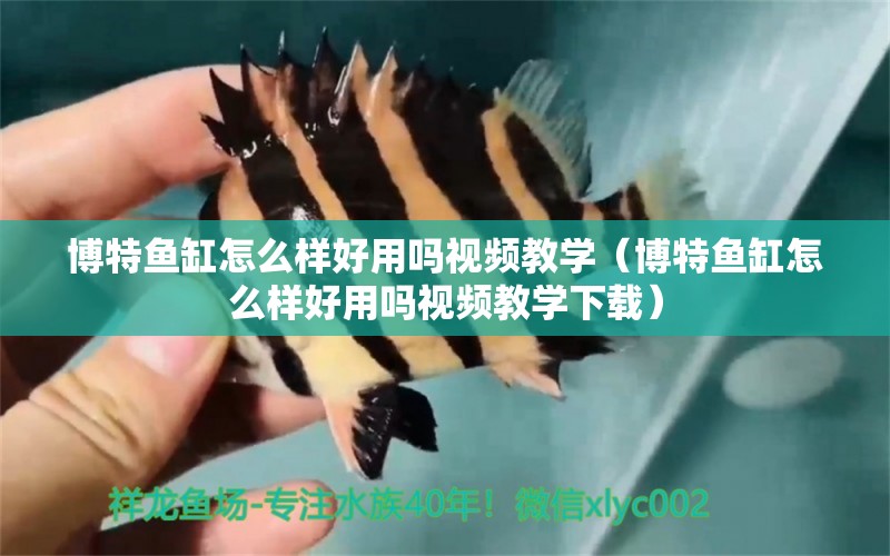 博特魚缸怎么樣好用嗎視頻教學(xué)（博特魚缸怎么樣好用嗎視頻教學(xué)下載）