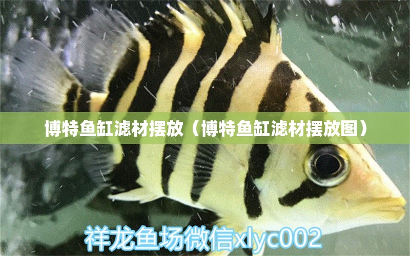 博特魚(yú)缸濾材擺放（博特魚(yú)缸濾材擺放圖）