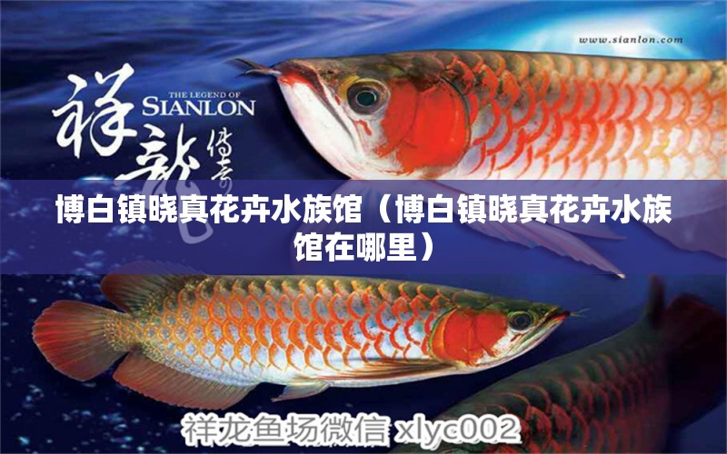 博白鎮(zhèn)曉真花卉水族館（博白鎮(zhèn)曉真花卉水族館在哪里）