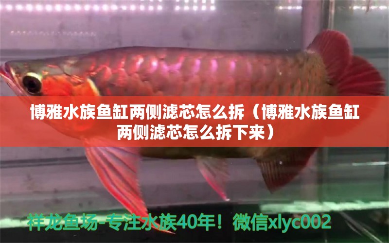 博雅水族魚缸兩側(cè)濾芯怎么拆（博雅水族魚缸兩側(cè)濾芯怎么拆下來） 祥龍水族醫(yī)院