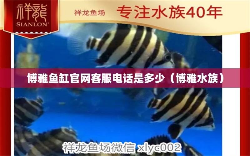 博雅魚缸官網(wǎng)客服電話是多少（博雅水族） 廣州觀賞魚批發(fā)市場(chǎng)