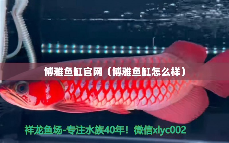 博雅魚缸官網(wǎng)（博雅魚缸怎么樣）