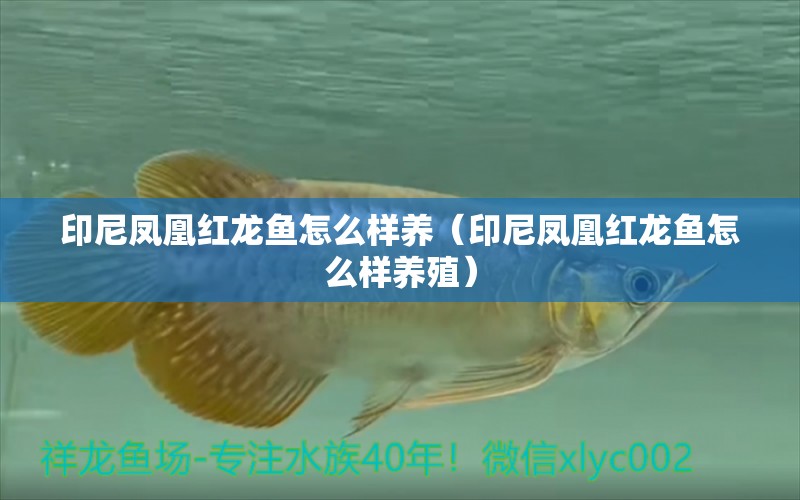 印尼鳳凰紅龍魚怎么樣養(yǎng)（印尼鳳凰紅龍魚怎么樣養(yǎng)殖） 龍魚百科