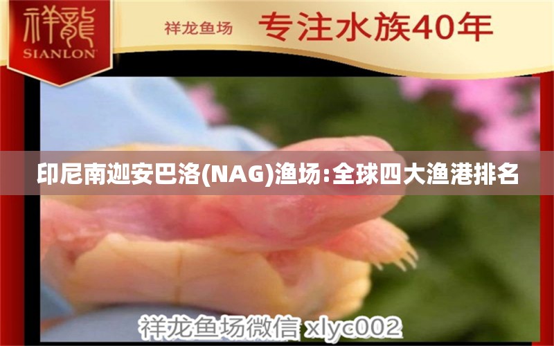 印尼南迦安巴洛(NAG)漁場(chǎng):全球四大漁港排名