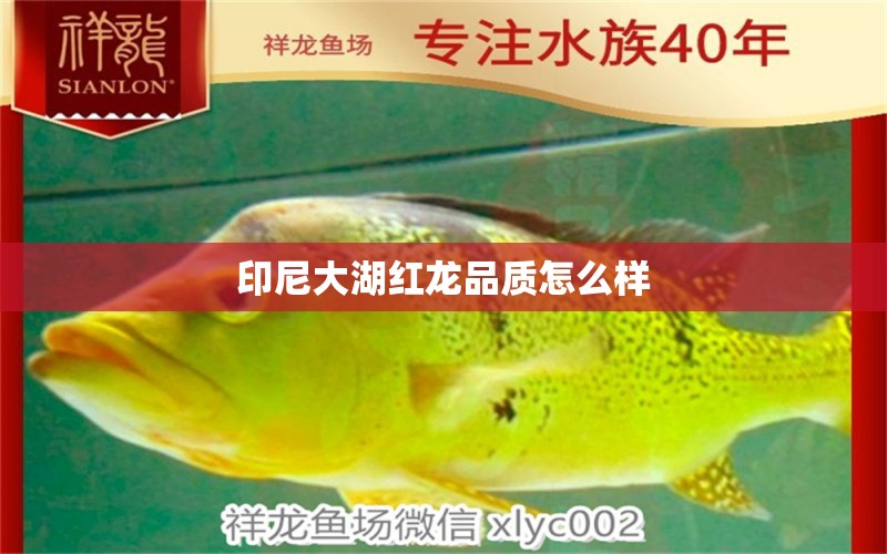 印尼大湖紅龍品質(zhì)怎么樣 龍魚百科 第2張