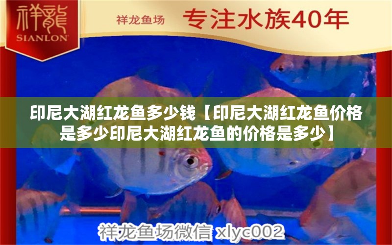 印尼大湖紅龍魚多少錢【印尼大湖紅龍魚價格是多少印尼大湖紅龍魚的價格是多少】 水族問答 第2張