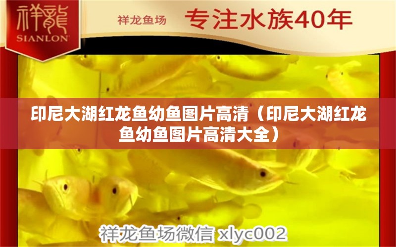 印尼大湖紅龍魚(yú)幼魚(yú)圖片高清（印尼大湖紅龍魚(yú)幼魚(yú)圖片高清大全） 大湖紅龍魚(yú)