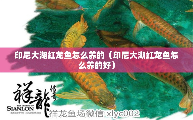 印尼大湖紅龍魚怎么養(yǎng)的（印尼大湖紅龍魚怎么養(yǎng)的好） 大湖紅龍魚