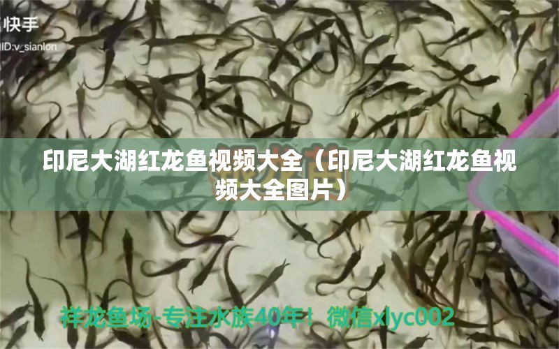 印尼大湖紅龍魚視頻大全（印尼大湖紅龍魚視頻大全圖片）