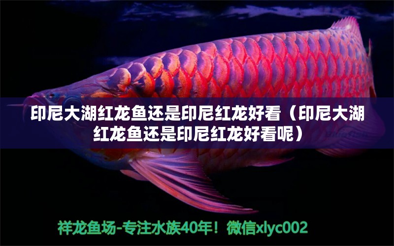 印尼大湖紅龍魚還是印尼紅龍好看（印尼大湖紅龍魚還是印尼紅龍好看呢） 大湖紅龍魚