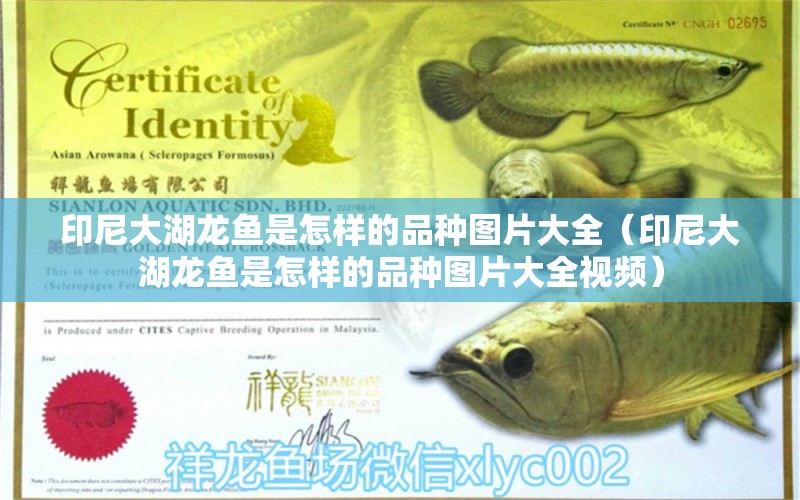 印尼大湖龍魚是怎樣的品種圖片大全（印尼大湖龍魚是怎樣的品種圖片大全視頻）